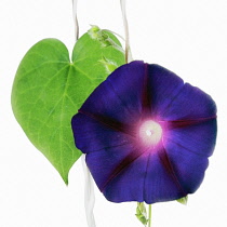 Morning Glory, Ipomoea purpurea.