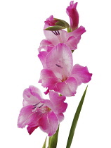 Gladiolus.