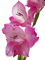 Gladiolus.