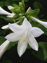 Lily, Easter lily, Lilium longiflorum.