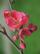 Flowering Quince, Japanese quince, Chaenomeles.