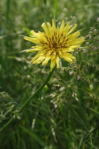 Goat'sbeard, Tragopogon pratensis.