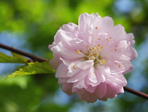 Cherry, Prunus 'Amanogawa'.