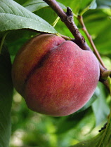 Peach, Prunus persica.