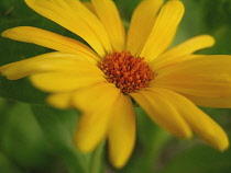 Marigold, Calendula officinalis 'Indian prince'.