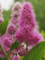 Spiraea, Spiraea japonica.