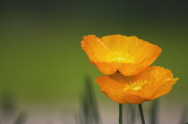 Poppy, Papaver nudicaule, Icelandic poppy, Papaver croceum., Icelandic poppy, Papaver croceum.