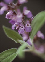 Sage, Salvia officinalis.