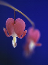 Bleedingheart, Dicentra.