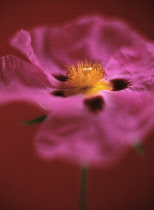 Rockrose, Cistus.