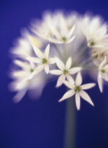 Wildgarlic, Ramsons, Allium ursinum.