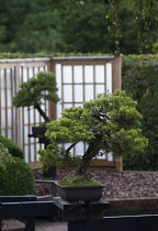 Bonsai, Chinese juniper, Juniperus sinensis 'San Jose'.
