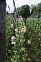 Sweetpea, Lathyrus odoratus.