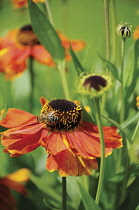 Helen's Flower, Sneezeweed, Helenium.