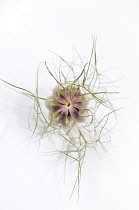 Love-in-a-mist, Nigella damascena.