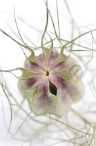 Love-in-a-mist, Nigella damascena.