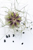 Love-in-a-mist, Nigella damascena.