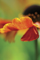 Helen's Flower, Sneezeweed, Helenium.