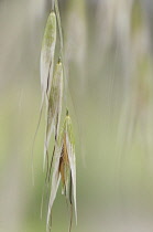 Oats, Avena.