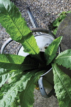 Teasel, Dipsacus fullonum.