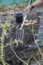 Potato, Solanum tuberosum.