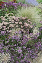 Sedum, Ice plant, Sedum.