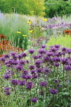 Bergamot, Monarda, Monarda didyma.