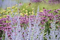 Russian sage, Perovskia 'Blue Spire'.