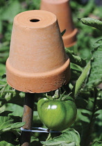 Tomato, Lycopersicon esculentum.