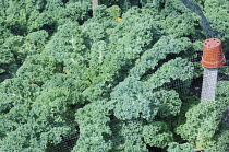 Kale, Brassica oleracea acephala.