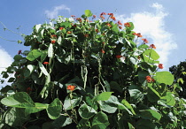 French Bean, Brassica oleracea acephala.