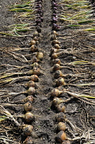 Onion, Allium cepa.