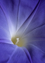 Morning Glory, Ipomoea.