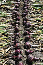 Onion, Red onion, Allium cepa.