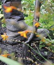 Crocosmia.