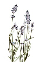 Lavender, Lavandula augustifolia.