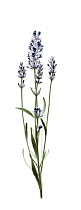 Lavender, Lavandula augustifolia.