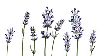 Lavender, Lavandula augustifolia.