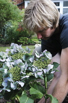 Hydrangea.