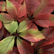 Virginia creeper, Parthenocissus henryana.