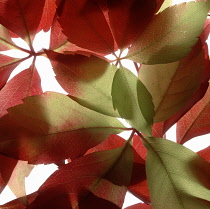 Virginia creeper, Parthenocissus henryana.