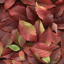 Virginia creeper, Parthenocissus henryana.