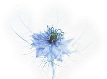 Love-in-a-mist, Nigella damascena.