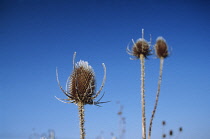 Teasel, Dipsacus fullonum.