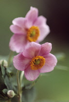 Anemone, Japanese anemone, Anemone japonica.