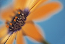 Osteospermum, Osteospermum 'Orange Symphony'.