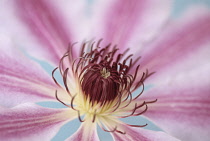 Clematis, Clematis 'Nelly Moser'