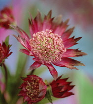 Astrantia, Masterwort.