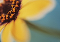 Osteospermum, Osteospermum 'Orange Symphony'.