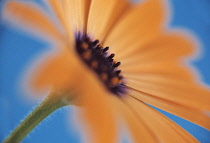 Osteospermum, Osteospermum 'Orange Symphony'.